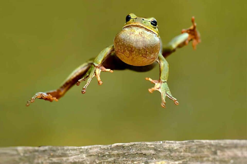 Frosch springt hoch