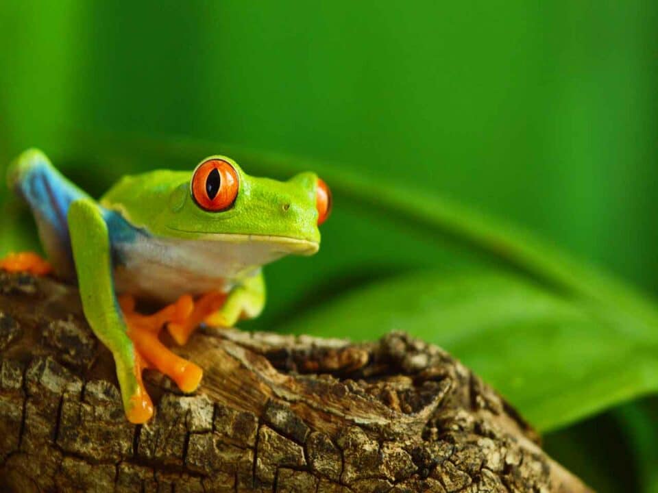 Frosch sitz auf einem Baumstamm