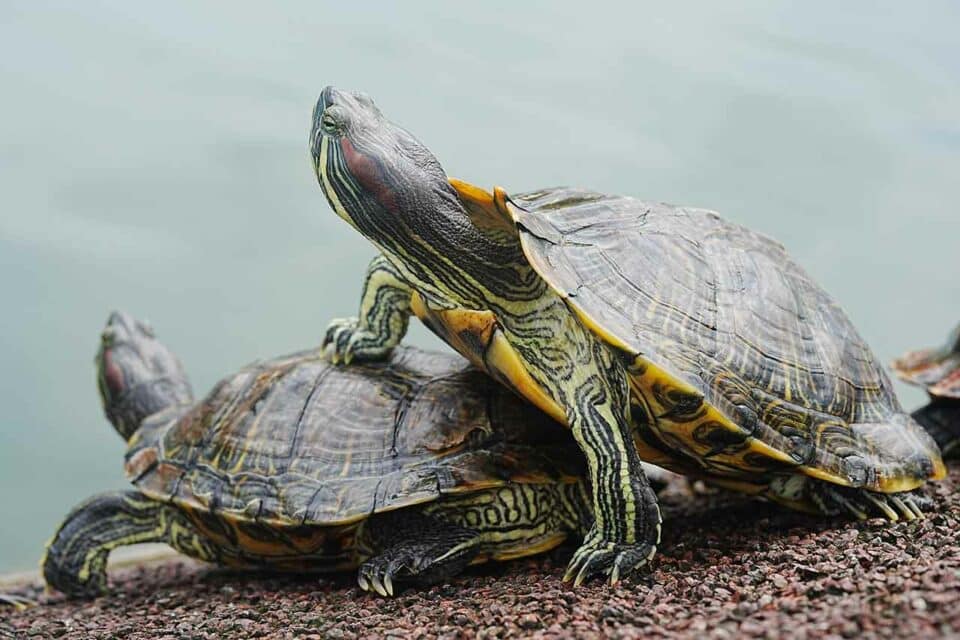 Schildkröten am Ufer