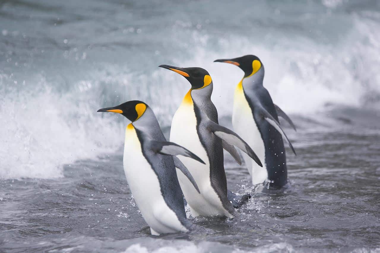 Pudgy-Penguins-So-bekommt-man-den-PENGU-Airdrop